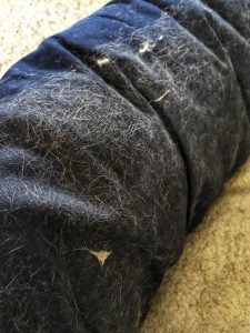 Blue and cream dog bed covered in dog hair