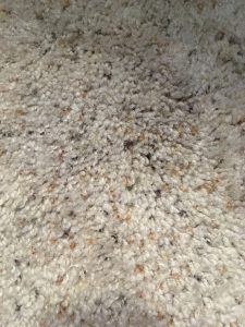 Cream carpet with brown and gold flecks