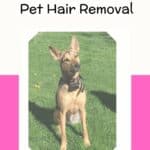 German Shepherd sitting on grass with title "Quick and Effortless Pet Hair Removal"