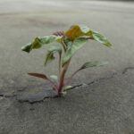 a weed growing through a crack in the concrete